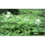 Aruncus dioicus - Parzydło leśne - biały, wys 200, kw 6/7 FOTO
