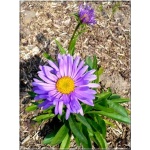Aster alpinus Violet - Aster alpejski Violet - fioletowe, wys. 5/30, kw 5/6 FOTO 