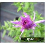Aster dumosus Starlight - Aster krzaczasty Starlight - lila-róż , wys. 40, kw 9/10 FOTO 