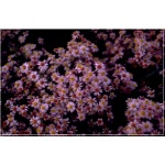 Aster ericoides Pink Cloud - Aster wrzosolistny Pink Cloud FOTO