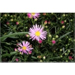 Aster ericoides Pink Star - Aster wrzosolistny Pink Star FOTO