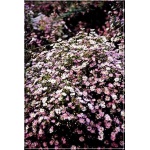 Aster ericoides Pink Star - Aster wrzosolistny Pink Star FOTO