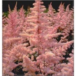 Astilbe arendsii America - Tawułka Arendsa America - różowe, wys 70, kw 6/8 FOTO  