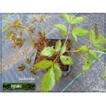 Astilbe arendsii Cattleya - Tawułka Arendsa Cattleya - różowy, wys 70, kw 6/9 C0,5