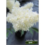 Astilbe Arendsii White Glory - Tawułka Arendsa White Glory - białe, wys 60, kw 7/8 FOTO 