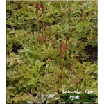 Astilbe chinensis Pumila - Tawułka chińska Pumila - liliowo-różowy, wys 25, kw 9/10 FOTO