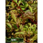 Astilbe hybrids Red land - Tawułka hybrid Red Land - różowa, wys. 50, kw 7/9 FOTO