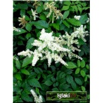 Astilbe japonica Deutschland - Tawułka japońska Deutschland - biały, wys 50, kw 5/6 FOTO 