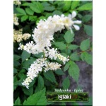 Astilbe japonica Deutschland - Tawułka japońska Deutschland - biały, wys 50, kw 5/6 FOTO 