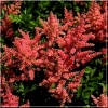 Astilbe japonica Rheinland - Tawułka japońska Rheinland - rożowo-czerwony, wys. 60, kw 6/7 FOTO  