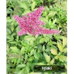 Astilbe japonica Rheinland - Tawułka japońska Rheinland - rożowo-czerwony, wys. 60, kw 6/7 FOTO  