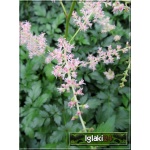 Astilbe simplicifolia Hennie Graafland - Tawułka pojedyńczolistna Hennie Graafland - jasnoróżowy, wys 50, kw 7/8 FOTO