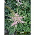 Astilbe simplicifolia Hennie Graafland - Tawułka pojedyńczolistna Hennie Graafland - jasnoróżowy, wys 50, kw 7/8 C0,5 