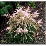 Astilbe simplicifolia Sprite - Tawułka pojedyńczolistna Sprite - jasnoróżowy, wys 30, kw 8/9 FOTO