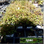 Astilbe simplicifolia Sprite - Tawułka pojedyńczolistna Sprite - jasnoróżowy, wys 30, kw 8/9 FOTO