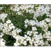 Aubrieta cultorum Alba - Żagwin ogrodowy Alba - białe, wys. 10, kw. 4/5 FOTO