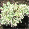 Aubrieta cultorum Albovariegata - Żagwin ogrodowy Albovariegata - fioletowe, obrzeżone liście, wys. 10, kw. 4/5 FOTO