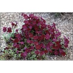 Aubrieta cultorum Red Carpet - Żagwin ogrodowy Red Carpet - czerwono-różowy, wys 10, kw 4/5 FOTO