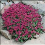 Aubrieta cultorum Royal Red - Żagwin ogrodowy Royal Red - różowe, wys 10, kw 4/5 FOTO