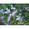 Aubrieta cultorum - Żagwin ogrodowy jasno-niebieski, wys 10, kw 4/5 FOTO