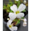 Aubrieta deltoides Alba - Żagwin zwyczajny Alba - białe, wys. 15, kw. 4/5 FOTO 