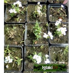 Aubrieta deltoides Alba - Żagwin zwyczajny Alba - białe, wys. 15, kw. 4/5 C0,5