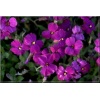 Aubrieta deltoides Cascade Purple - Żagwin zwyczajny Cascade Purple - purpurowe, wys. 15, kw. 4/5 FOTO