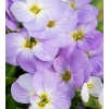 Aubrieta gracilis Florado Blue Blush Bicolour - Żagwin drobny Florado Blue Blush Bicolour - fioletowe, wys. 5, kw. 4/5 FOTO zzzz