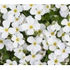 Aubrieta gracilis Florado White - Żagwin drobny Florado White - białe, wys. 5, kw. 4/5 FOTO zzzz