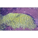 Azorella trifurcata - Azorella trójwidlasta - żółte, wys. 10, kw. 6/7 FOTO
