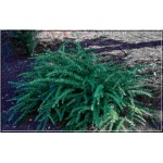 Berberis thunbergii Green Carpet - Berberys Thunberga Green Carpet C1,5 10-20x20-40cm