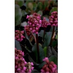Bergenia Cordifolia Abendglocken - Bergenia sercowata Abendglocken - purpurowo-czerwona, wys. 30, kw 4/5 FOTO