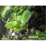 Bergenia cordifolia - Bergenia sercowata - ciemnoróżowa, wys 30, kw 4/5 FOTO