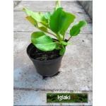 Bergenia cordifolia - Bergenia sercowata - ciemnoróżowa, wys 30, kw 4/5 C0,5 