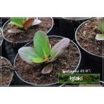 Bergenia cordifolia Flirt - Bergenia sercowata Flirt - różowe, wys 15, kw 4/5 C2