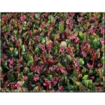 Bergenia cordifolia Rotblum - Bergenia sercowata Rotblum - czerwony, wys 40, kw 4/5 FOTO