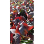 Bergenia cordifolia Rotblum - Bergenia sercowata Rotblum - czerwony, wys 40, kw 4/5 FOTO