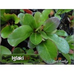 Bergenia cordifolia Rotblum - Bergenia sercowata Rotblum - czerwony, wys 40, kw 4/5 C1,5