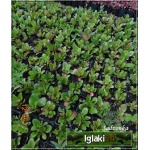 Bergenia cordifolia Rotblum - Bergenia sercowata Rotblum - czerwony, wys 40, kw 4/5 C1,5