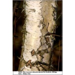Betula pendula - Betula alba - Betula verrucosa - Brzoza brodawkowata ob. 8-10 C_15 350-450cm 