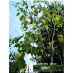 Betula pendula - Betula alba - Betula verrucosa - Brzoza brodawkowata FOTO