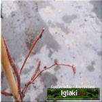 Betula pendula Fastigiata - Brzoza brodawkowata Fastigiata FOTO