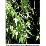 Betula pendula Laciniata - Brzoza brodawkowata Laciniata FOTO
