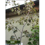 Betula pendula Purpurea - Brzoza brodawkowata Purpurea FOTO 