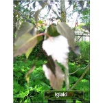 Betula pendula Purpurea - Brzoza brodawkowata Purpurea FOTO 