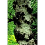 Betula pubescens - Brzoza omszona FOTO