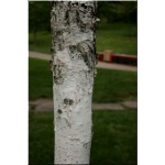 Betula utilis Jackemontii - Brzoza pożyteczna Jackemontii FOTO 