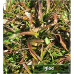 Briza media - Drżączka średnia - szare liście, brązowo-zielone kłosy, wys, 40 kw 5/7 C0,5 