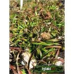 Briza media - Drżączka średnia - szare liście, brązowo-zielone kłosy, wys, 40 kw 5/7 C0,5 
