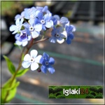 Brunnera macrophylla - Brunera wielkolistna - Niezapominajka kaukaska - niebieski, wys. 40, kw 5/6 FOTO
